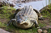 Nile crocodile (Crocodylus niloticus), Tsavo East National Park, Kenya, East Africa, Africa