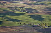 Rolling hills, The Palouse, Whitman County, Washington State, United States of America, North America
