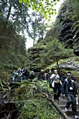 Saxon-Switzerland National Park, Saxony, Germany, Europe