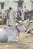 White cows, decorated for sale at the annual Sonepur Cattle Fair near Patna, Bihar, India, Asia