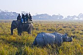 Tourists on an elephant watching an Indian Rhinoceros (Rhinoceros unicornis), Kaziranga National Park, UNESCO World Heritage Site, Assam, Northeast India, India, Asia