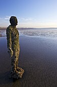 Antony Gormley sculpture, Another Place, Crosby Beach,  November, Merseyside, England, United Kingdom, Europe