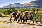 African elephant (Loxodonta africana), Damaraland, Kunene Region, Namibia, Africa