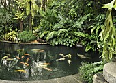 Koi fish pond, Manila, Philippines, Southeast Asia, Asia