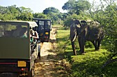 Asiatic tusker elephant (Elephas maximus maximus), close to tourists in jeep, Yala National Park, Sri Lanka, Asia