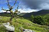 Woundale, Lake District National Park, Cumbria, England, United Kingdom, Europe