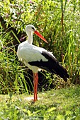 White stork (Ciconia ciconia), a large bird in the stork family Ciconiidae, in captivity, United Kingdom, Europe