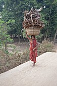 Village woman in red sari carrying basket of dry palm leaves on her head, Ballia, rural Orissa, India, Asia