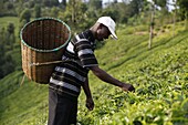 Farmer Lincoln Kimanthi Mugo picking tea, Kathangiri, Kenya, East Africa, Africa