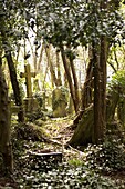 Graves at Highgate Cemetery, London, England, United Kingdom, Europe