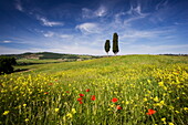 Field of poppies and oil seed with two cypress trees on brow of hill, near Pienza, Tuscany, Italy, Europe