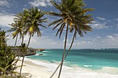 Palm trees and surf at Bottom Bay on the east coast of Barbados, Windward Islands, West Indies, Caribbean, Central America