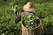 Tea harvesting at BOH Tea Plantation, in Cameron Highlands, Malaysia, Southeast Asia, Asia
