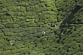 View of BOH Tea Plantation, Cameron Highlands, Malaysia, Southeast Asia, Asia