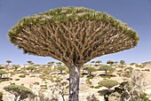Dragon's Blood Tree (Dracaena cinnabari), endemic to island, Diksam Plateau, central Socotra Island, Yemen, Middle East