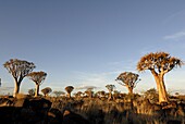 Quiver tree forest, Keetmanshoop, Namibia, Africa
