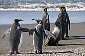 King penguins and fur seal, Moltke Harbour, Royal Bay, South Georgia, South Atlantic