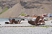 Propellers in front of old whaling station at Stromness Bay, South Georgia, South Atlantic