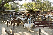 Horses, Hacienda Gauachipelin,near Rincon de la Vieja National Park, Gaunacaste, Costa Rica