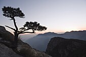 Pine tree silhouetted at dusk on Lushan mountain, UNESCO World Heritage Site, Jiangxi Province, China, Asia