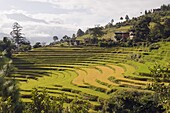 Rice terraces, Punakha, Bhutan, Asia