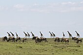 Masai giraffe (Giraffa camelopardalis), Masai Mara National Reserve, Kenya, East Africa, Africa