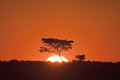 Deception Valley, Central Kalahari Game Reserve, Botswana, Africa