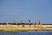 Giraffes (Giraffa camelopardalis), Etosha National Park, Namibia, Africa