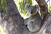 Koala (Phascolartos cinereus), Magnetic Island, Queensland, Australia
