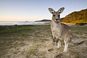 Eastern Grey Kangaroo, (Macropus giganteus), Pebbly Beach, Marramarang N.P., New South Wales, Australia