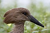 Hamerkop (Scopus umbretta), Imfolozi Game Reserve, South Africa, Africa