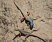 Male and female Augrabies flat lizard (Platysaurus broadleyi), Augrabies Falls National Park, South Africa, Africa