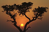 Sunset with an acacia, Masai Mara National Reserve, Kenya, East Africa, Africa