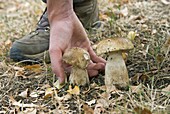 Mushroom collecting, Boletus edulis (Cep) (Penny Bun) (Porcini), Europe