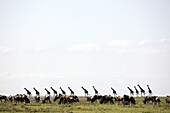 Masai giraffe (Giraffa camelopardalis tippelskirchi) and wildebeests, Masai Mara National Reserve, Kenya, East Africa, Africa