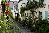 Hollyhocks lining a street with a well, La Flotte, Ile de Re, Charente-Maritime, France, Europe