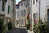 Hollyhocks lining a street, La Flotte, Ile de Re, Charente-Maritime, France, Europe