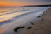 Seaweed washed up on Studland Bay shore at dawn, with Old Harry Rocks in the distance, Studland, Dorset, England, United Kingdom, Europe