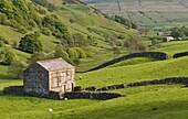 Typical stone barns near Keld in Swaledale, Yorkshire Dales National Park, Yorkshire, England, United Kingdom, Europe