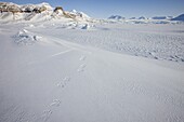 Polar bear track, Billefjord, Svalbard, Spitzbergen, Arctic, Norway, Scandinavia, Europe