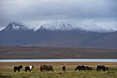 Icelandic horses in Vatsnes Peninsula, with snow-covered mountains in October, north coast of Iceland, Iceland, Polar Regions