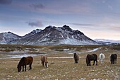 Icelandic horses in Fjardara valley, Borgarfjorur Eystri fjord, near Bakkagerdi, Mount Stadarfjall behind, East Fjords area, Iceland, Polar Regions