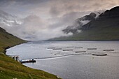 Salmon farming in Hvannassund, near Vidareidi, Vidoy, Nordoyar, Faroe Islands (Faroes), Denmark, Europe