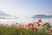 Morning fog, Castelluccio di Norcia, Highland of Castelluccio di Norcia, Norcia, Umbria, Italy, Europe