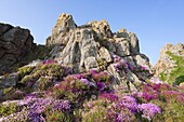 Heather and gorse on a rocky outcrop, Jersey, Channel Islands, United Kingdom, Europe