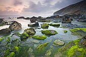 Vibrant green algae exposed at low tide at Tregardock Beach,  North Cornwall,  England,  United Kingdom,  Europe