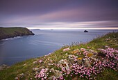 Sea thrift (Armeria maritima) growing on the Cornish clifftops,  looking towards Pentire Point and Trevose Head,  Cornwall,  England,  United Kingdom,  Europe