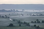 Mist shrouded fields at dawn on the Somerset Levels near Burrowbridge,  Somerset,  England,  United Kingdom,  Europe