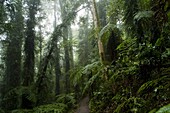 Dorrigo National Park,  New South Wales,  Australia,  Pacific