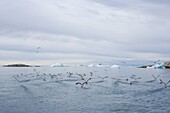 Gulls flying over the bay, Disco Bay, Illussiat, Greenland, Polar Regions